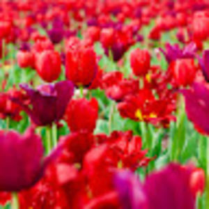 Meet your Posher, Nanne